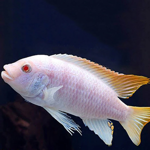 Powder Blue/ Ice Blue Cichlid