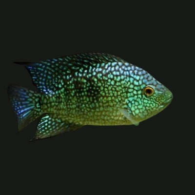 Green Texas Cichlids