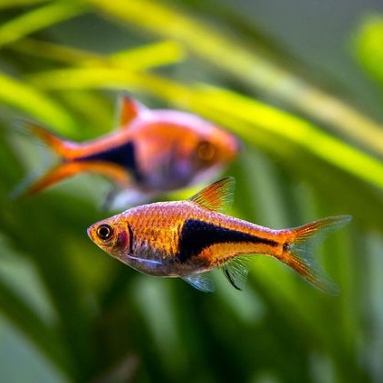 Harlequin Rasbora