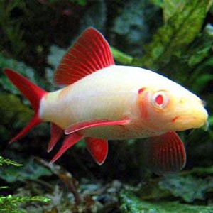 Albino Shark or Ruby Shark