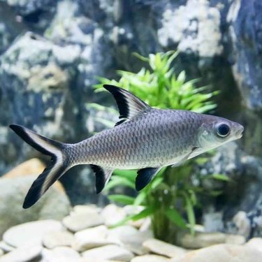 Bala Shark or Silver Shark