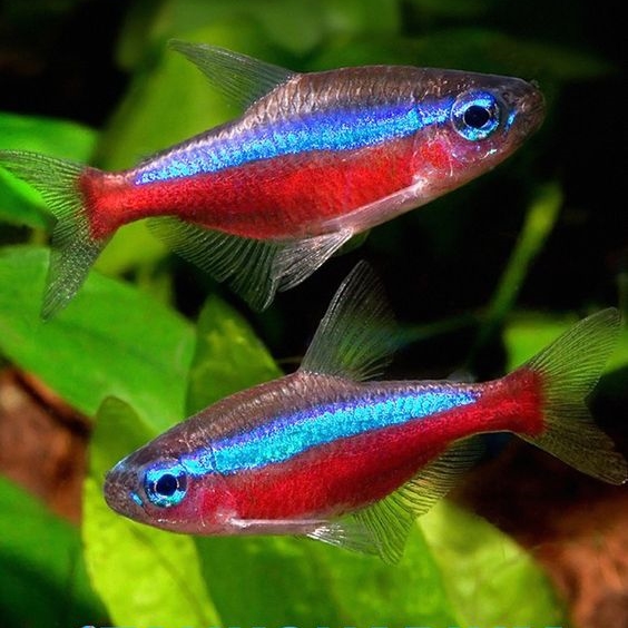 Cardinal Tetra