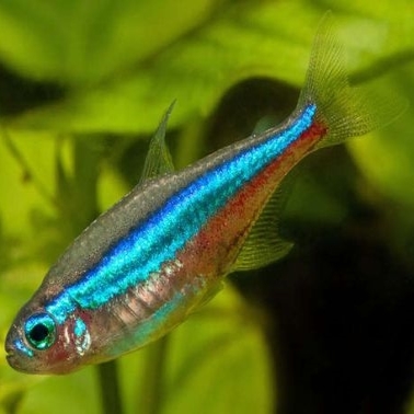 Green Neon Tetra