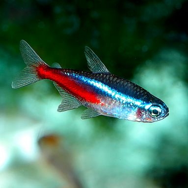 Neon Tetra