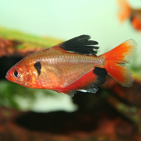 Sarpae Tetra