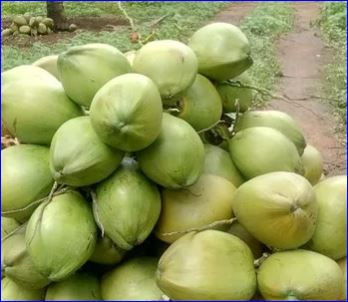 Real Pollachi Coconut