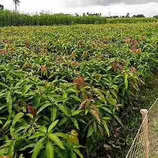 Amrapali Mango Plant
