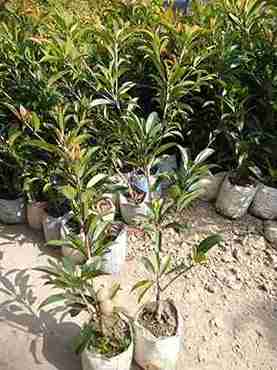 Sapodilla Plant