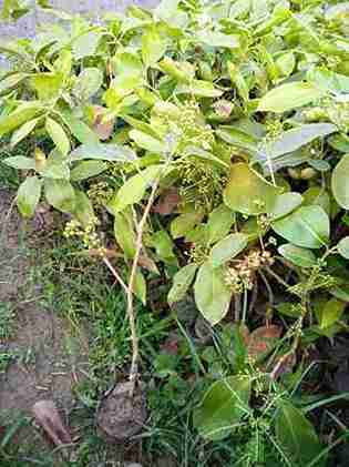 Kadsura Coccinea Plant