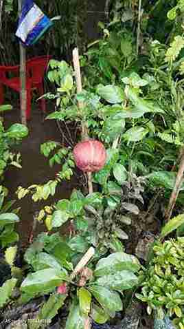 Wood Apple Plant