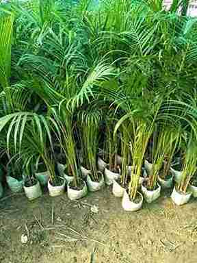 Areca Palm