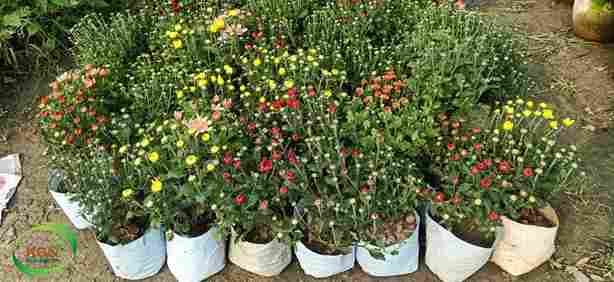 Chandramallika Plant 