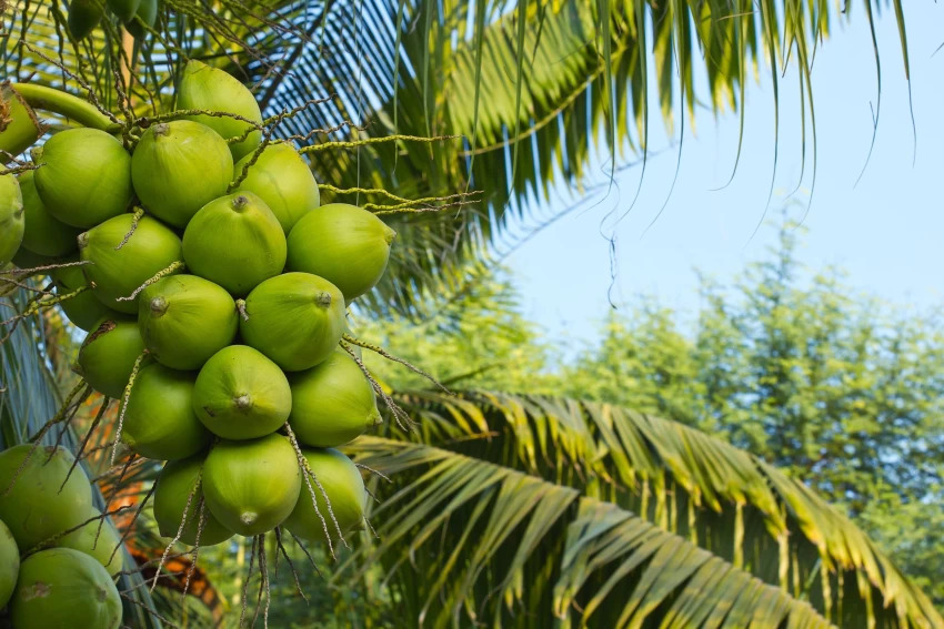 Green Coconut 