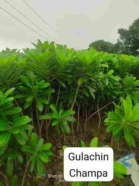 Gulachin Champa
