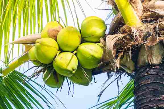 Green Coconut 