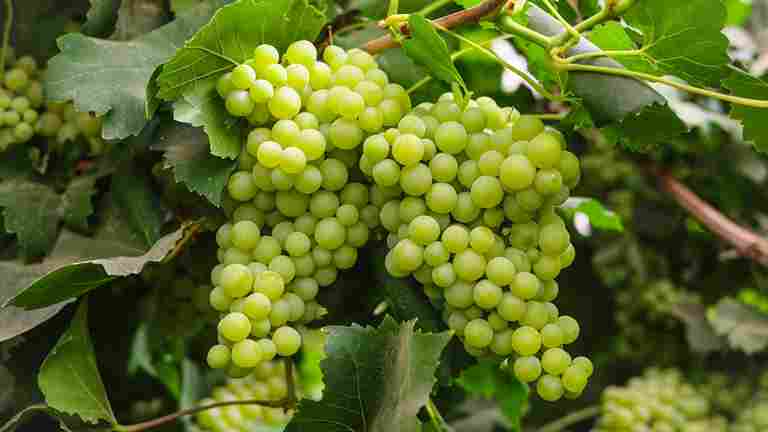 Grapes