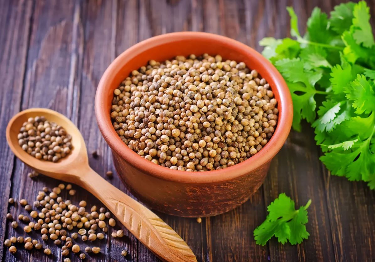 Coriander