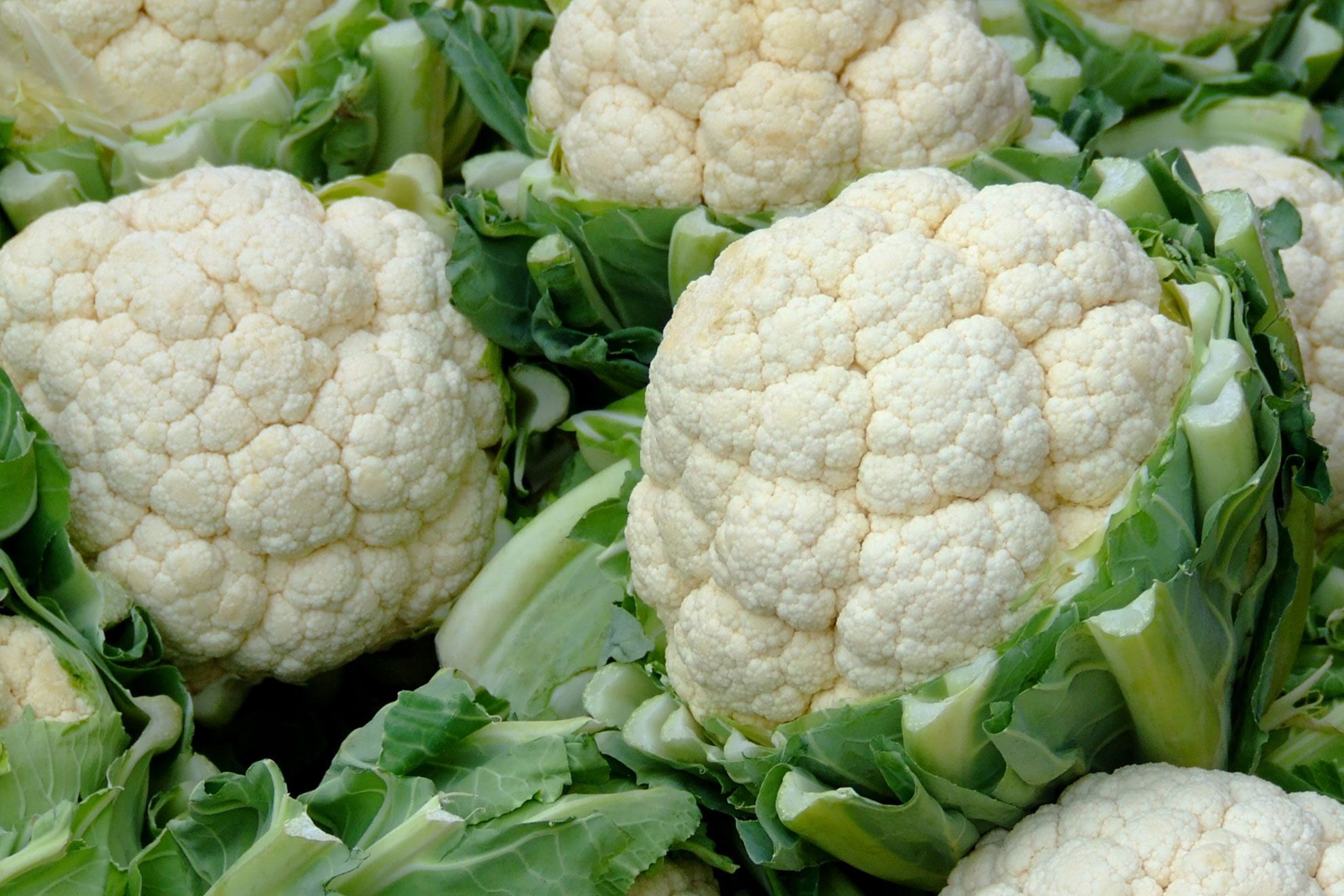 Fresh Cauli Flower