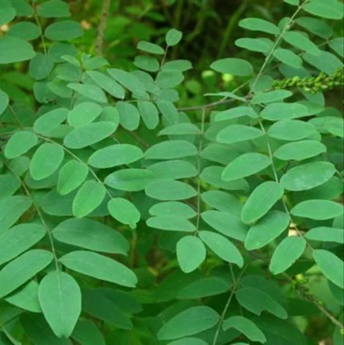 Loose Indigo Leaves