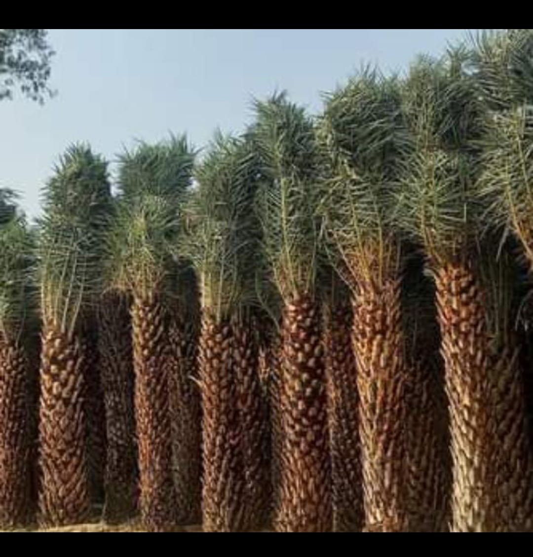 Khajur Plant