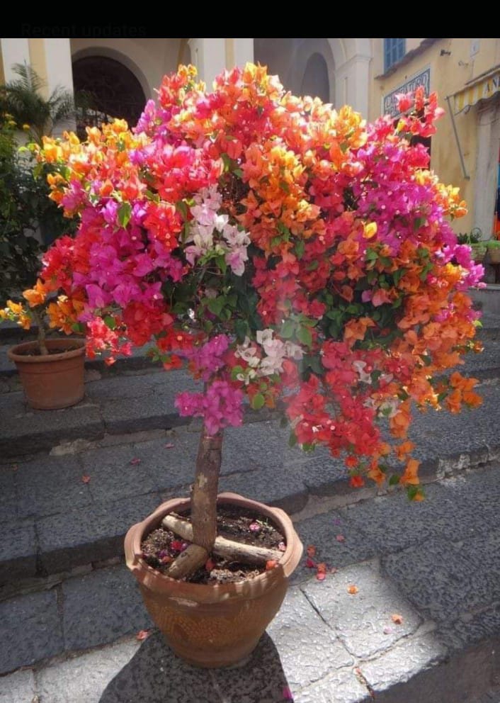 Bougainvillea  Plant