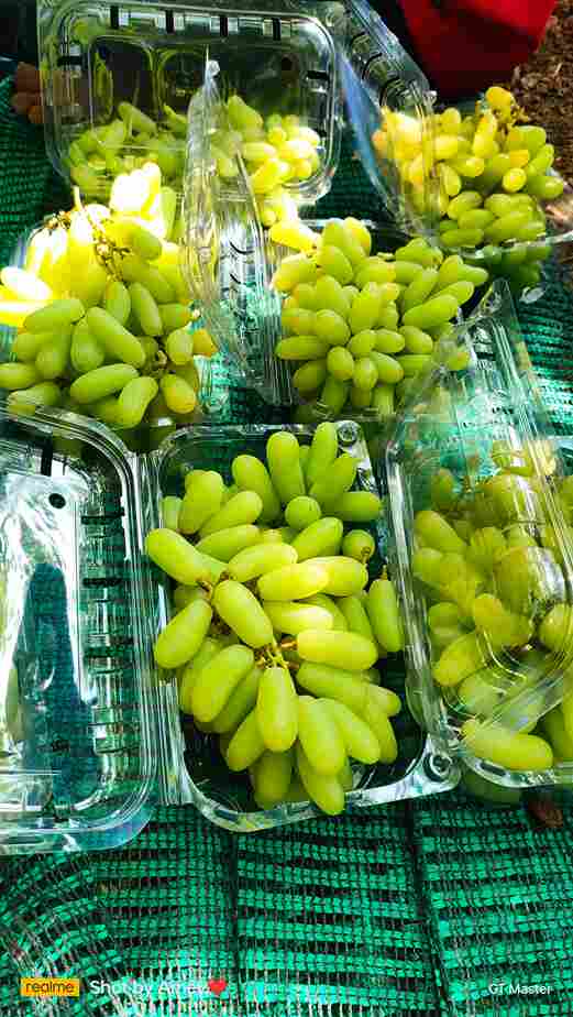 Green Grapes