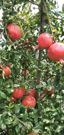 Fresh Pomegranate