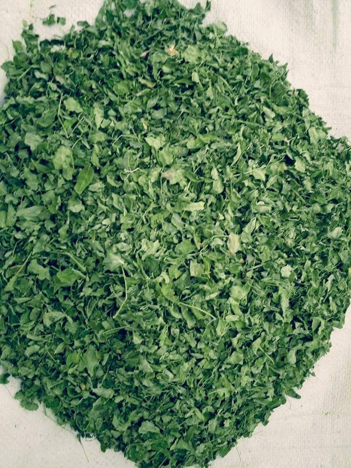  MORINGA LEAVES exporters from india