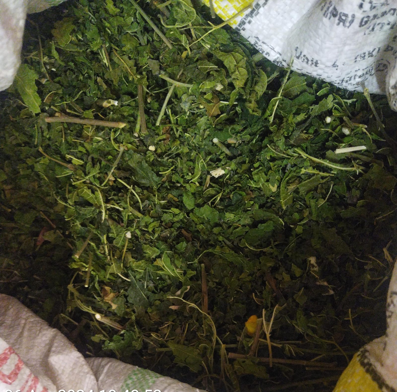 MULBERRY LEAVES  Exporters from India