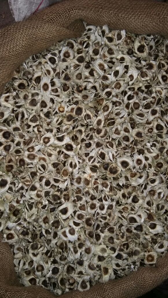  MORINGA SEED  Exporters from India