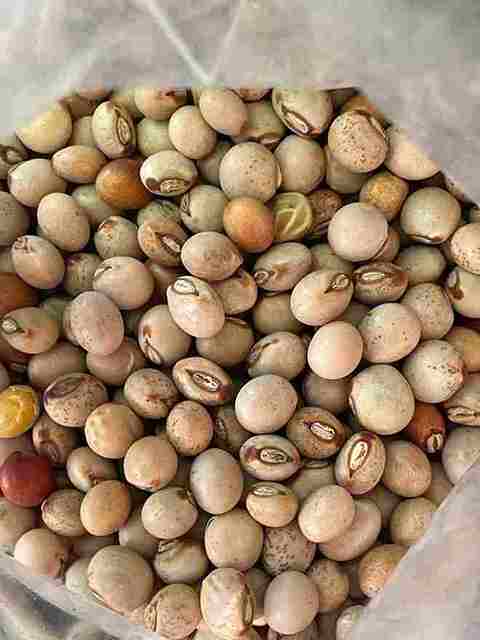 Pigeon Peas seed