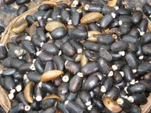 JETROPA SEEDS