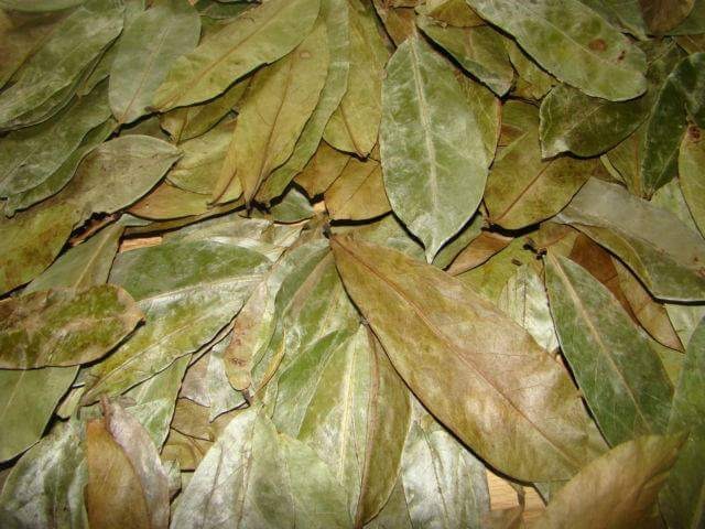 GRAVIOLA LEAVES