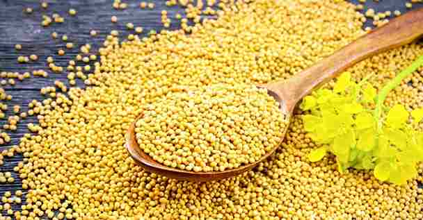 Mustard seed