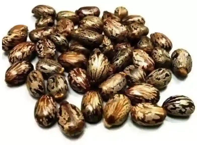  Castor Seed