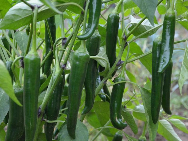 Green Chilli