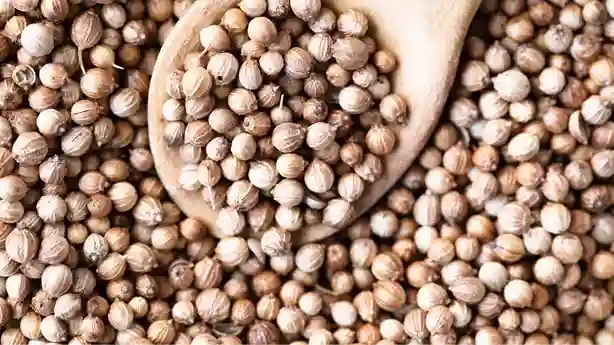 Coriander seed