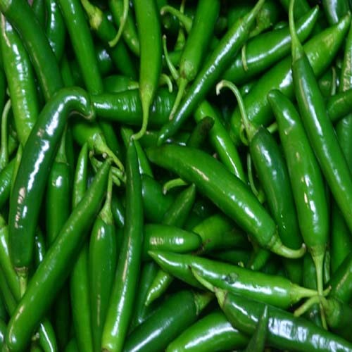 GREEN CHILLI