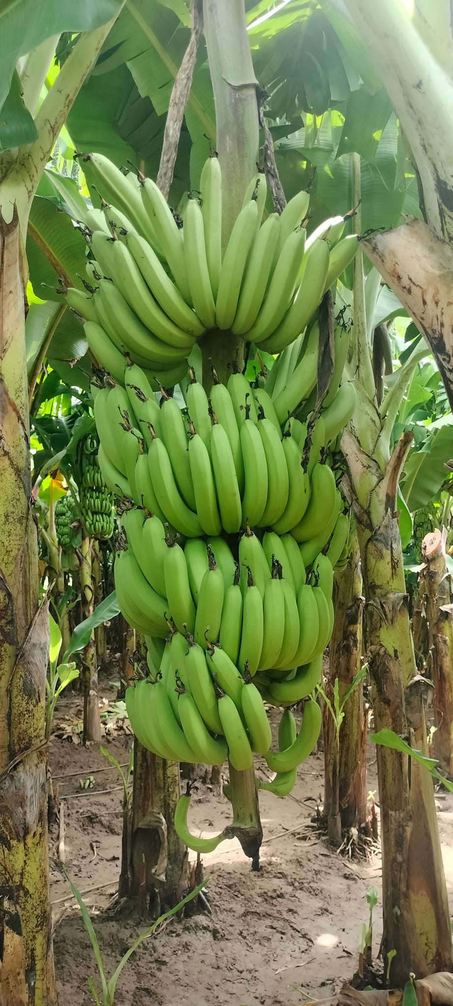 Green Banana