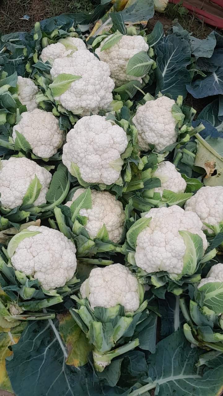 Fresh Cauli Flower