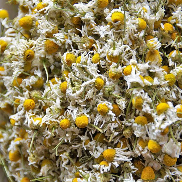 chamomile flower 