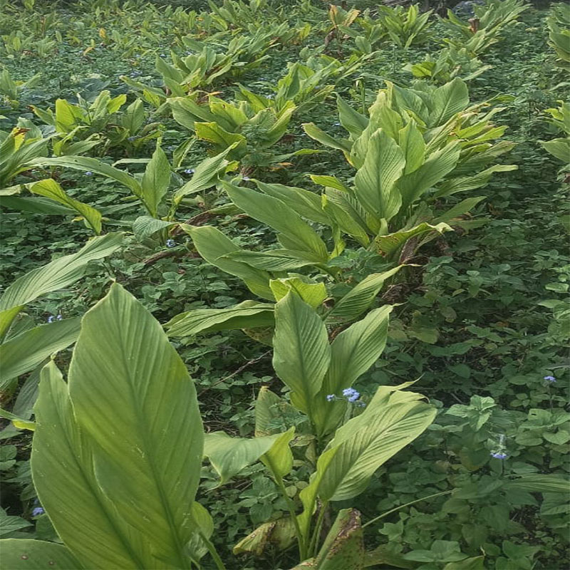 Turmeric Plant