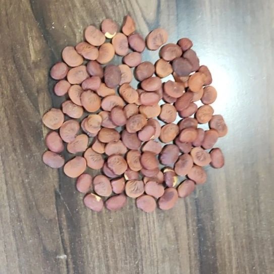 Karanj Seed 