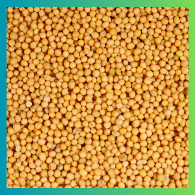 Yellow Mustard Seed