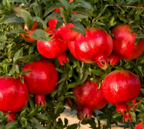 Pomegranate