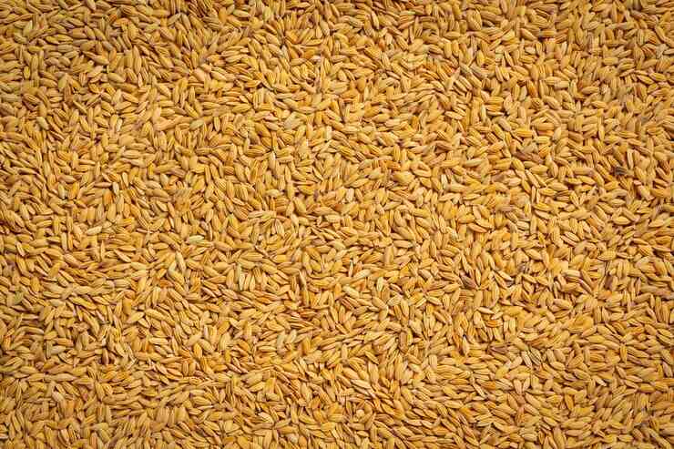 Wheat