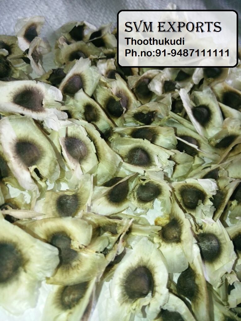 Moringa seed