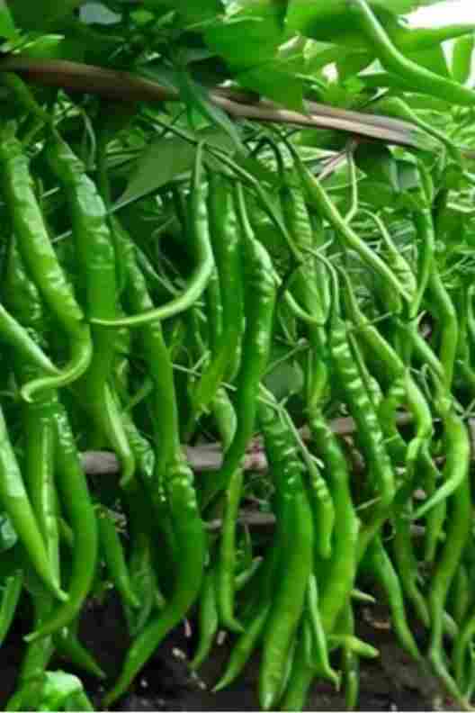 Green Chilli
