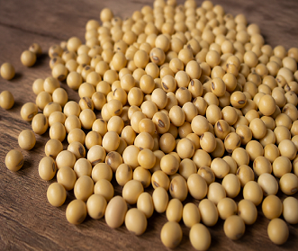 SOYA BEAN