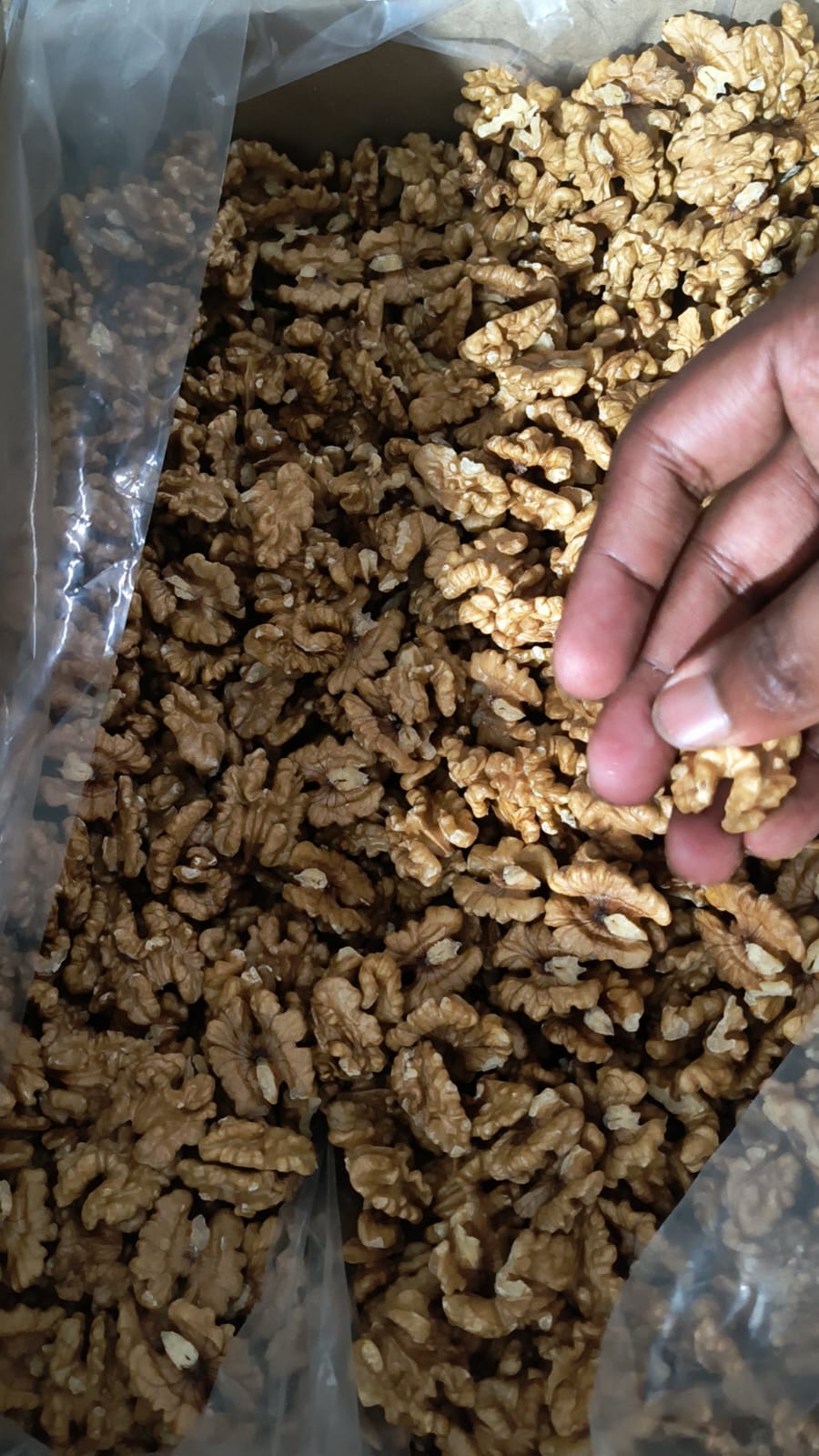 walnut
